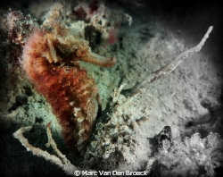 muck diving puerto gallera by Marc Van Den Broeck 